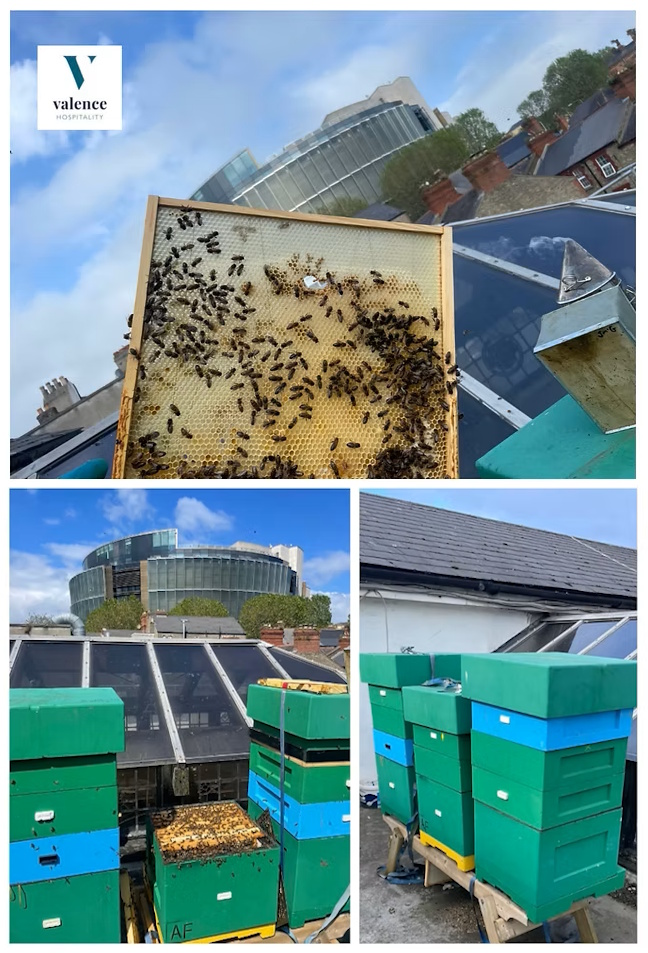 Nancy Hands and OpenHive: A Commitment to Sustainability and Ireland’s Native Bee